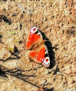 Foto: Želimir Hrvatić